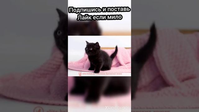 ПОДБОРКА САМЫХ МИЛЫХ ЧЕРНЫХ КОТЯТ ФОТО | #shorts #котята