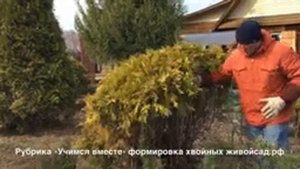 Формировка хвойных деревьев