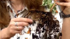 Разделение и посадка фикусов Бенджамина.