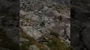 КАРАЧАЕВСКИЕ ЛОШАДИ в деле !