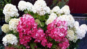 Топ-5 самых ярких метельчатых гортензий