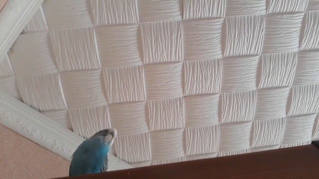 Попугайчик учится разговаривать. Кирюша птичка!!!
