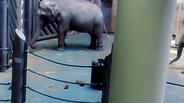 Слонёнок в московском зоопарке смотреть онлайн