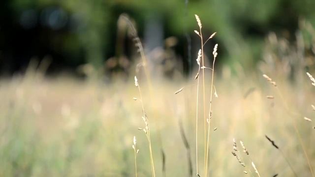 Поёт Валерий Сёмин. "РЕМЕШКИ БАЯНА" смотреть онлайн