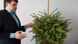 Голубая ель Мисти Блю питомник "Фавн"