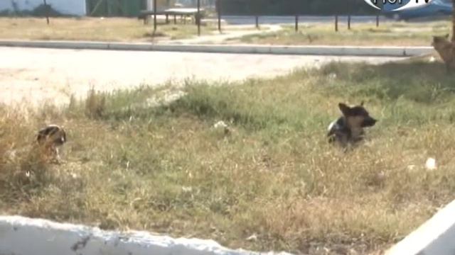 Сентябрь -- месяц профилактики против бешенства смотреть онлайн