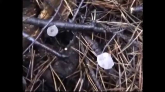 Грибы вешенки в лесу и трутовики. смотреть онлайн