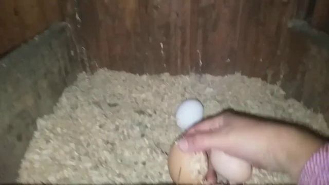 Как выглядит первое яйцо несушки