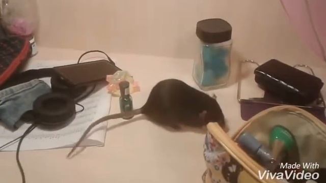 Моя крыса убирается)) смотреть онлайн