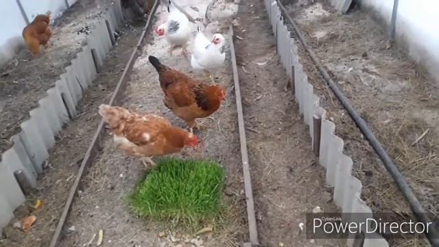 На улице Мороз . Куры в теплице. смотреть онлайн
