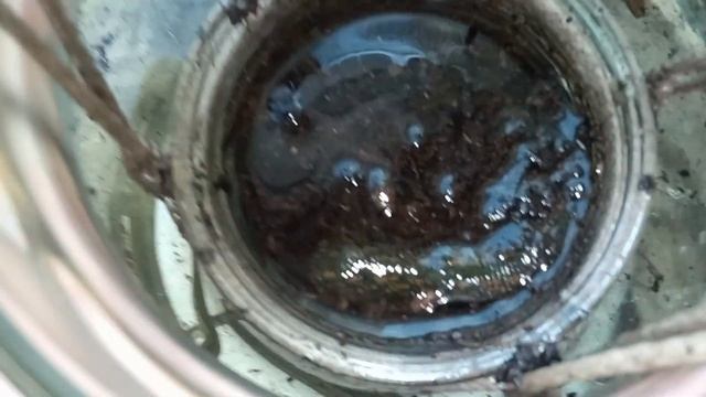 разведение пиявок в домашних условиях часть 1. смотреть онлайн