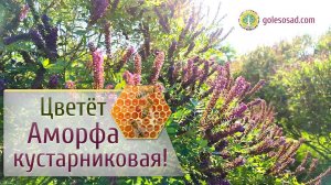 ЦВЕТЕТ АМОРФА !
