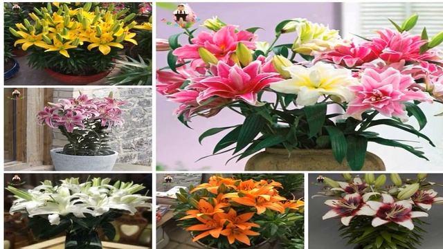 купить на алиэкспресс семена цветов смотреть онлайн