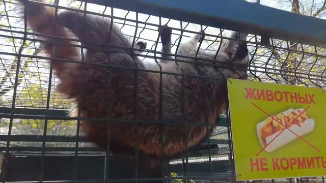 VLOG / Поход в зоопарк : фламинго, бегемоты, верблюды и многие другие животные / Zoo смотреть онлайн