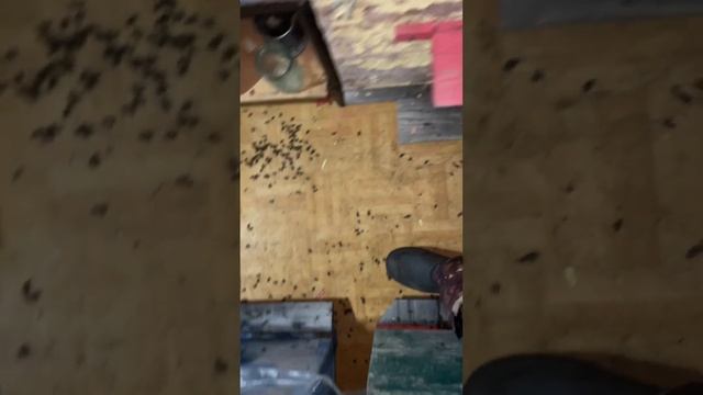 Как начинается календарная зима у пчёл смотреть онлайн