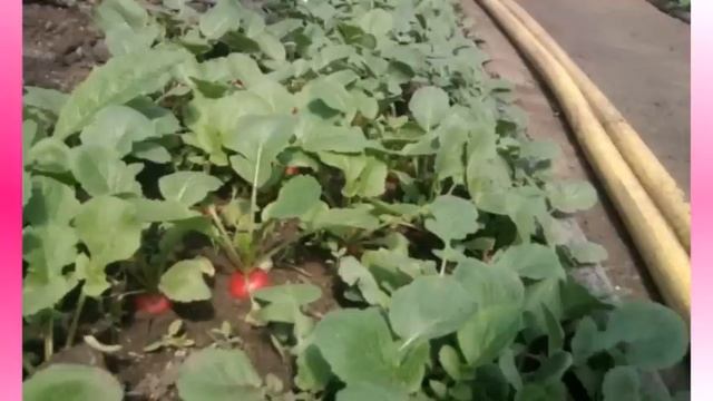 Выращивание редиски в теплице смотреть онлайн