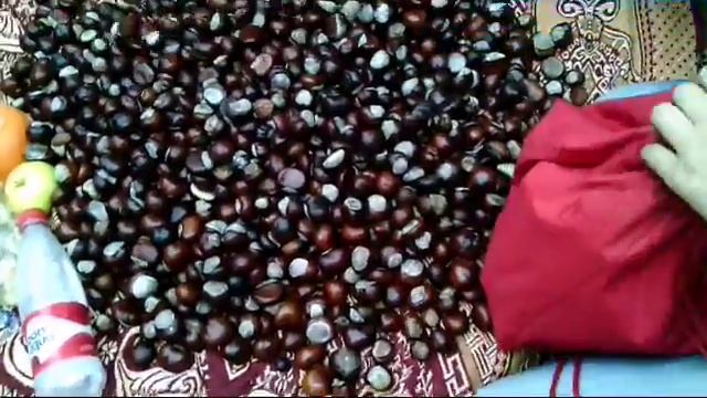 Очень много каштанов около 1000 смотреть онлайн