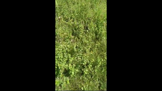 Болото. Подвиг Ивана Сусанина