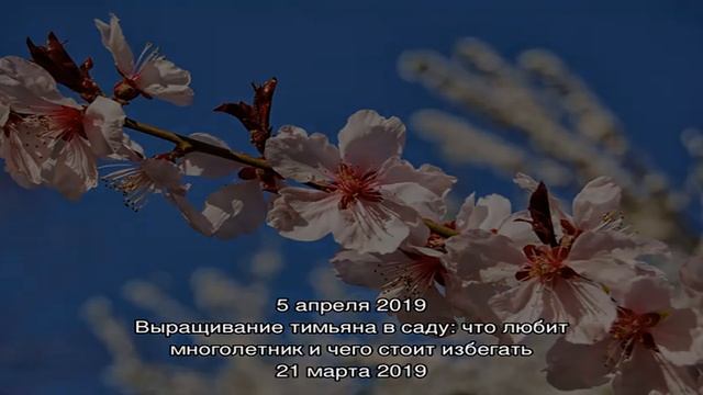 Как вырастить иргу — самый стойкий и неприхотливый ягодный кустарник смотреть онлайн