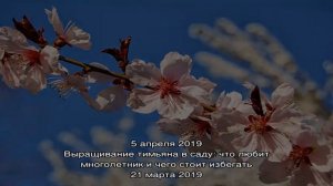 Как вырастить иргу — самый стойкий и неприхотливый ягодный кустарник