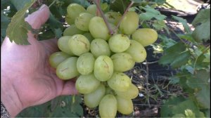 Виноград 2022. Казимир - сигналки на прививке