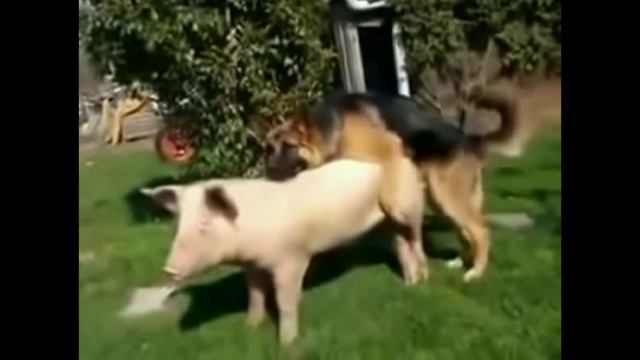 Собака трахает свинью под клип Егора Крида смотреть онлайн