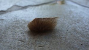 Гусеница моли-кокетки