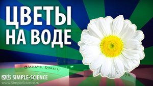 Бумажные цветы на воде - физические опыты