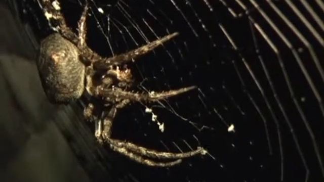 Araneus angulatus at night - Угловатый крестовик ночью смотреть онлайн