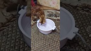 Мейн кун на рыбалке