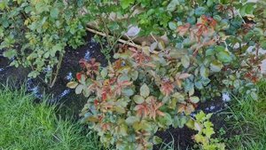 БАЗАЛЬНЫЕ побеги ПОПРУТ! Просто ПОСОЛИТЕ РОЗЫ!