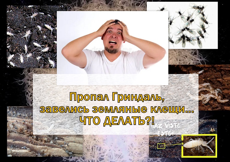 Часть 1. | Пропал Гриндаль, завелись жучки (клещи)... Что делать?! смотреть онлайн