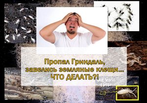 Часть 1. | Пропал Гриндаль, завелись жучки (клещи)... Что делать?!