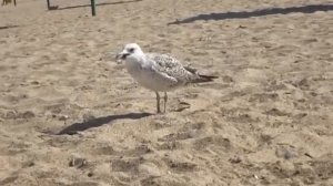 Баклан на пляже в Крыму, Реально баклан. Cormorant on the beach