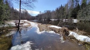 Вырица 17 апреля 2022 г.