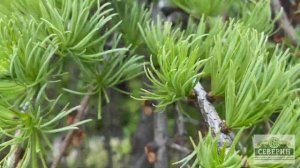 Лиственницы в моем саду!