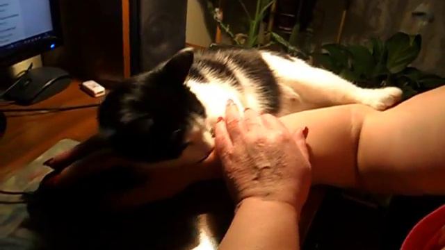 Кот любитель обниматься