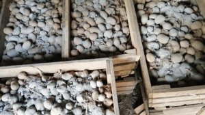 Посадка картофеля при помощи трактора ЮМЗ-6 и двухкорпусного плуга.\ Жизнь в деревне.