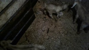 Выгодно ли выращивать козлят?