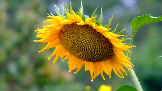 Fuji XM 1 - Video Test смотреть онлайн