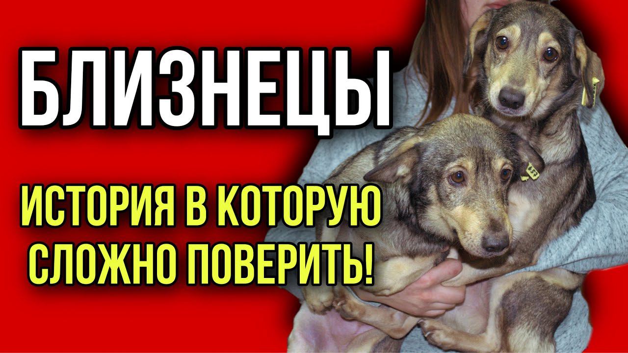 Разлученные щенки-близнецы из Курска случайно встретились в Москве