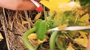 Почему не плодоносят огурцы