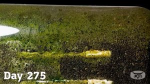 CIGARETTE IN SOIL - 1 YEAR Time Lapse [8K]