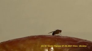 Откуда Крохотные Мухи Дрозофилы на Вашей Кухне? Как Избавиться? Why Does Drosophila Fly at Kitchen?