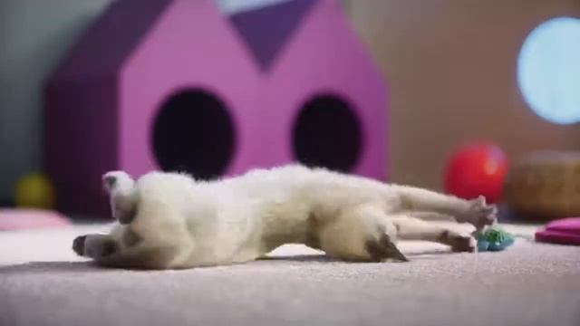 Котята и кошки едим правильно — WHISKAS К Т У смотреть онлайн