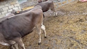 Первые немецкие швицы в Дагестане