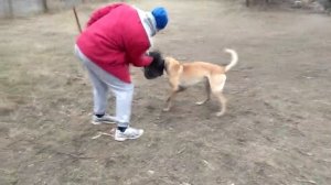 226. Собака боится салюта и громких звуков. Как научить собаку не бояться фейерверка?