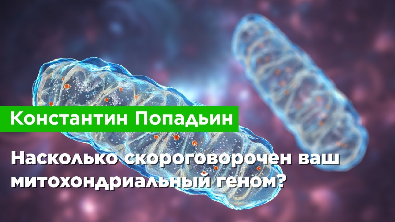Константин Попадьин — Насколько скороговорочен ваш митохондриальный геном?