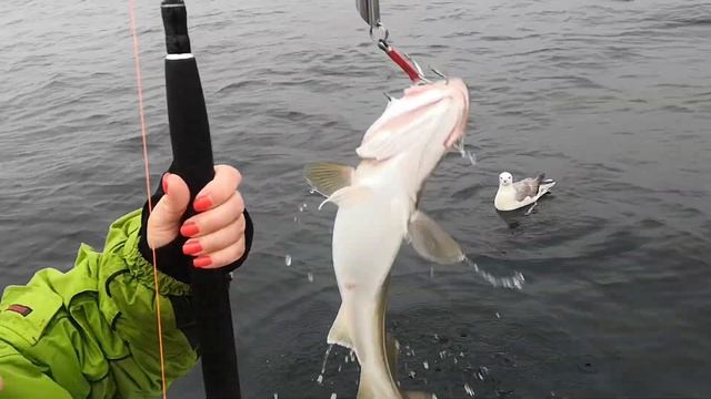 Настоящая морская рыбалка в Баренцевом море. Ловля трески. Отдых и развлечения в Мурманске. смотреть онлайн