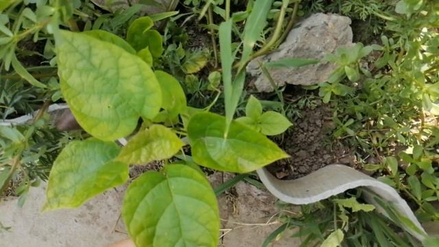 Охлаждаю воду в пруду , пересаживаю растения и делаем ремонт. смотреть онлайн